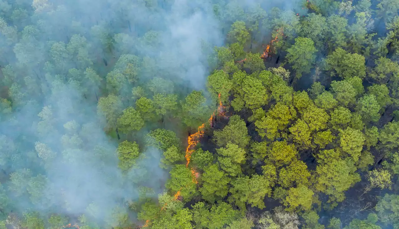 Aerial view a smoke coming from a burnt trees on fire in the forest